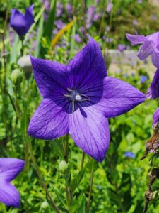 Balloon Flower