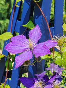 Clematis