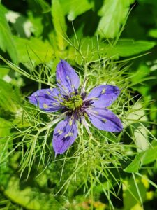 Nigella Damascena