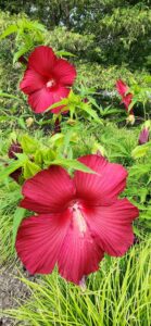 Hibiscus Moscheutus