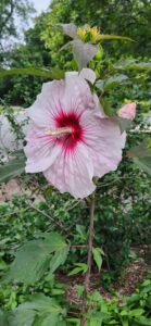 Hibiscus Moscheutus cv Kopper King