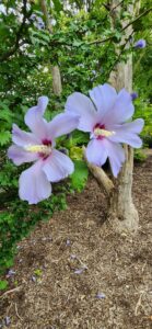 Hibiscus Syriacus Blue Bird