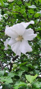 Hibiscus Syriacus cv Diana