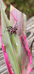 Spotted Lanternfly Nymph