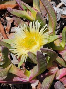 Delosperma