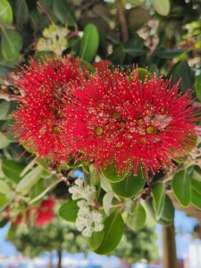 Pohutukawa