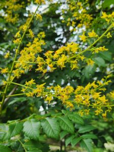 Koelreuteria Paniculata Flowers