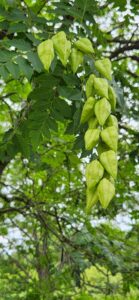 Koelreuteria Paniculata Lanterns