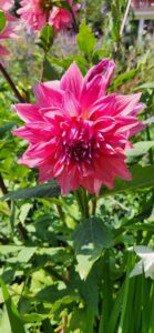 Belle of Barmera Dahlia