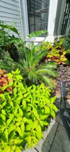 Sago Palm Coleus Croton Banana