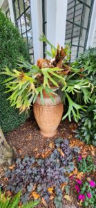 Staghorn Fern