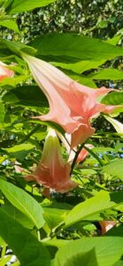 Peachy Brugmansia