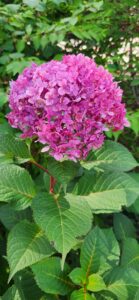 Pink Hydrangea