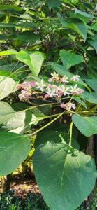 Clerodendrum Trichotomum