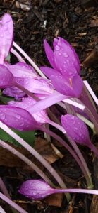 Colchicum Rain Drops