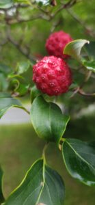 Cornus Kousa Fruit