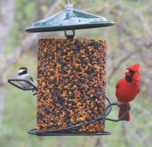 WBU Cardinal Chickadee At Seed Log