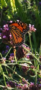 Male Monarch Butterfly