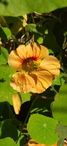 Nasturtium