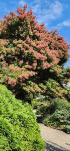 Seven Sons Tree - Heptacodium Miconioides