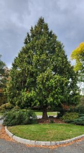 Giant Arborvitae