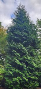 Green Giant Arborvitae