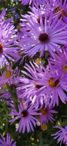 Asters