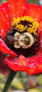 Bee on Zinnia