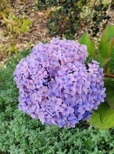 Blue Hydrangeas