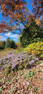 Asters and Fall Colors