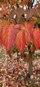 Cornus cv Hyperion Leaves