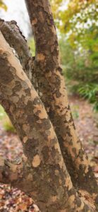 Cornus Kousa Bark