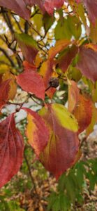 Cornus Kousa Leaves