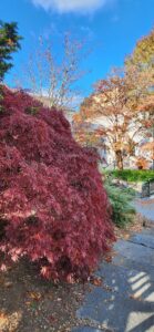 Acer Palmatum Dissectum Ever Red