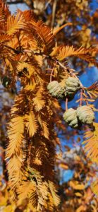 Dawn Redwood Cones