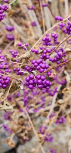 Callicarpa Dichotoma 'Issai'