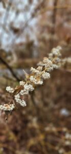 Callicarpa Japonica cv Leucocarpa