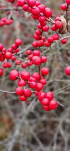 Ilex Verticillata 'Red Sprite'