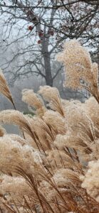 Grasses in Snow