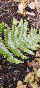 Snow on Fern Frond