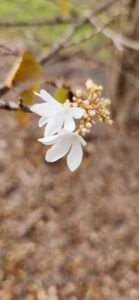 Viburnum Plicatum Tomentosa 'Pink Beauty'