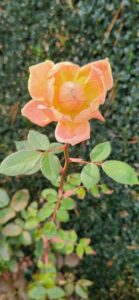 Rosa cv. Auswest