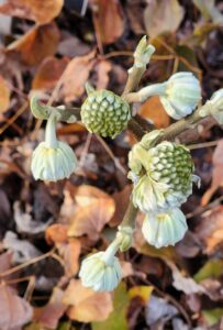 Edgeworthia chrysantha