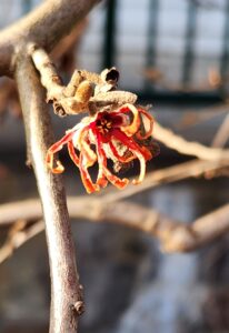 Hamamelis vernalis 'Red Imp'