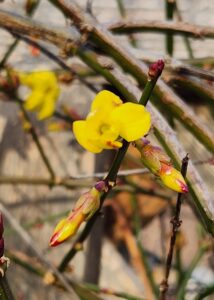 Jasminum nudiflorum