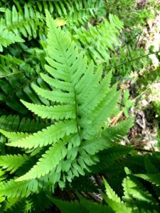 Goldie's & Xmas Ferns