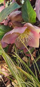 Hellebore