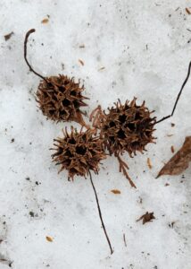 Liquidambar styraciflue cv Slnder Silhouette Pods