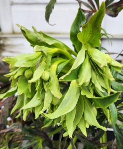 Helleborus Foetidus