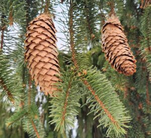 Picea Abies cv Inversa Cones